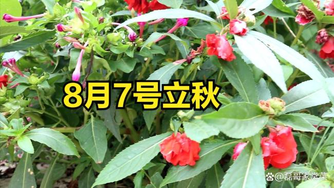 明日立秋，“吃3寶”是指什么？ 增強(qiáng)體質(zhì)迎秋涼