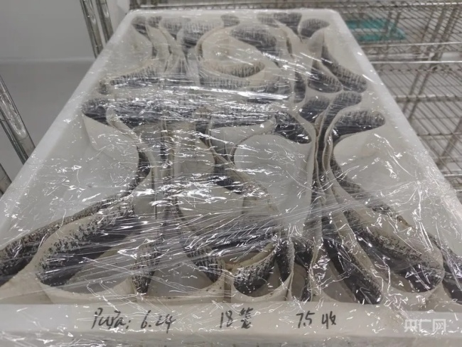 4000萬絕育雄蚊迎戰(zhàn)基孔肯雅熱 生物技術(shù)助力防控