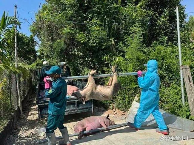 越南10万头猪病死或被扑杀 生猪浩劫蔓延