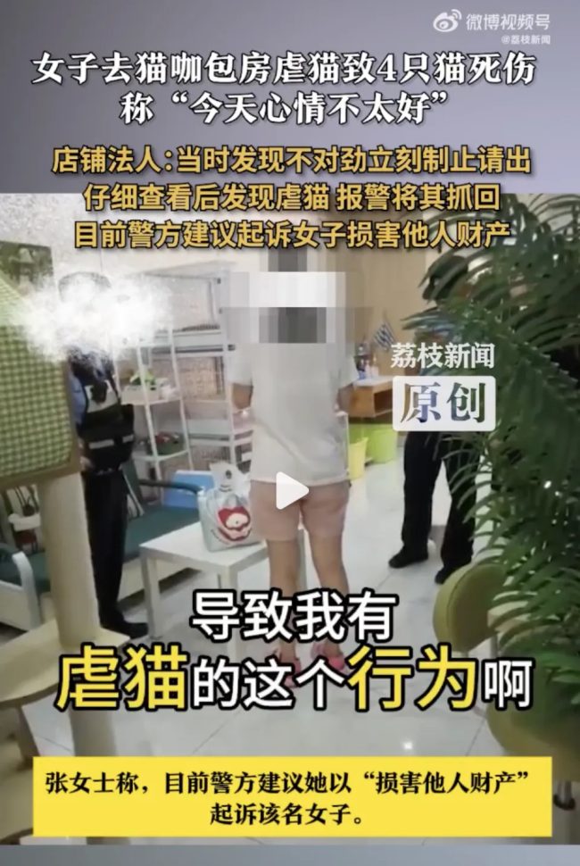 猫咖老板撕掉所有证件死磕虐猫顾客 拒绝沉默，暴行必付代价