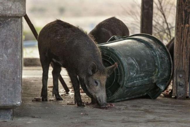 美国加州发现“阿凡达”野猪肉 蓝色毒素警示