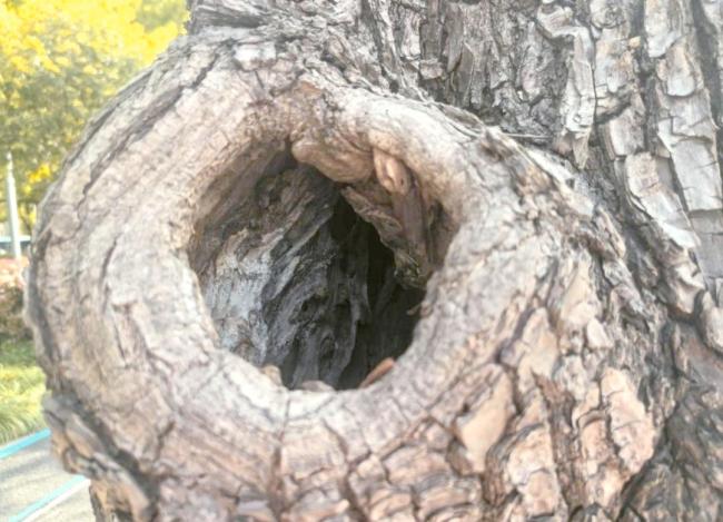如何控制和消滅花斑蚊 清除積水隱患