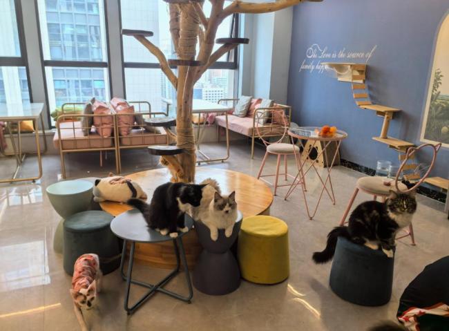 女子猫咖虐猫致死呼唤反虐待动物法 残忍行为引发社会关注