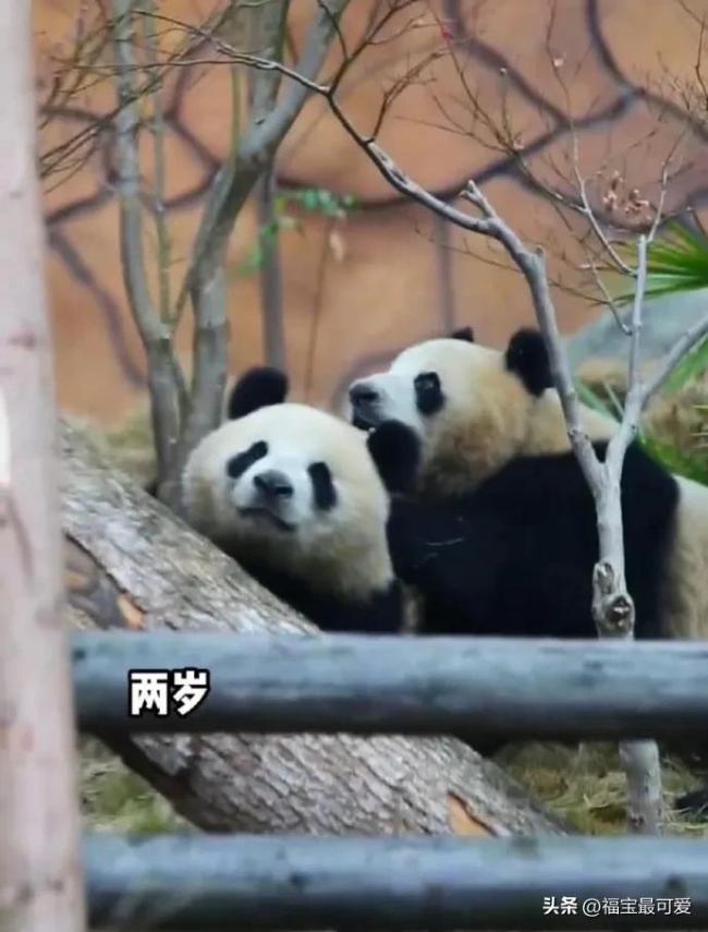 雙胞胎大熊貓“花露水”姐妹四歲了