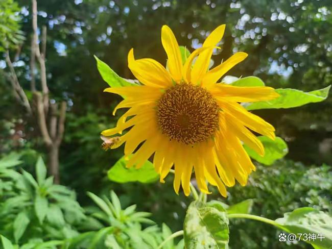 明日入末伏：少吃3瓜，多吃4樣 營(yíng)養(yǎng)潤(rùn)燥迎秋天