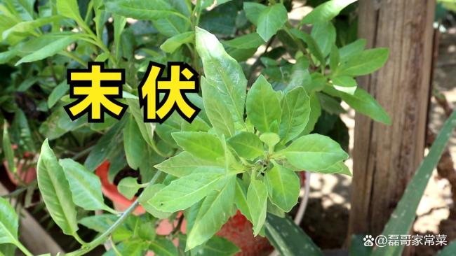 末伏來(lái)臨，提醒老人：4事不做，3物不吃 順應(yīng)節(jié)氣保健康