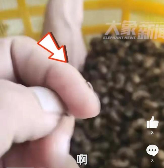 450元1斤的蝉蜕被塞满泥土增重！