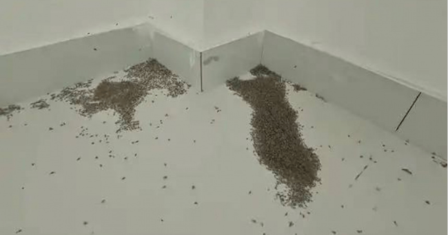 极端高温热死蚊子？看完这篇，我心情很复杂……