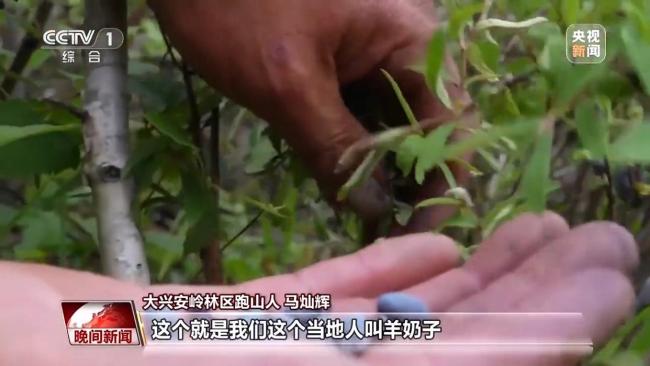 停伐十年 看“綠色寶庫(kù)”大興安嶺的轉(zhuǎn)型路→