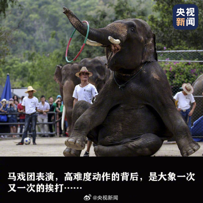 除了大象没有人需要象牙！别把快乐建立在动物的痛苦之上
