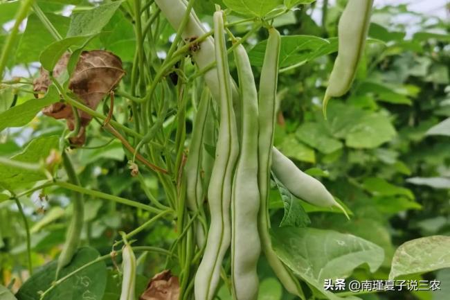 明日出伏：4样不上桌，福气不进门，指哪4样？