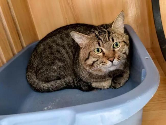 法拍狸花猫未经寄养人许可不得拍摄