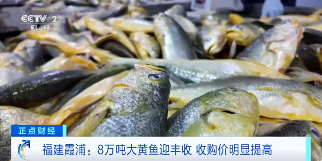 福建霞浦8万吨大黄鱼迎丰收 品质提升采购价上涨