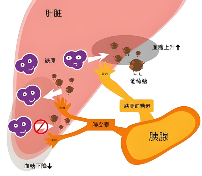 戒糖30天身体会发生什么变化？