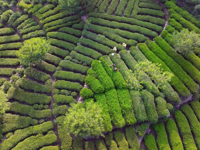 今日迎處暑 秋意漸濃豐收近