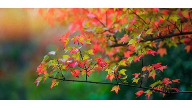 处暑是夏天秋天的缓冲带