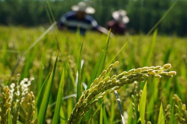 今日迎處暑 秋意漸濃豐收近