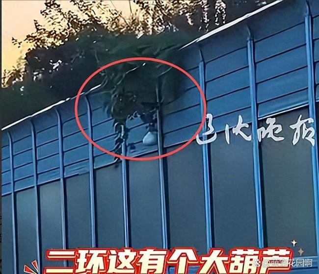 男子沈阳二环违停摘葫芦