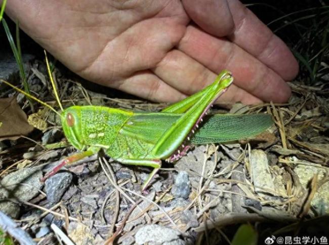 合肥发现最大蝗虫专家称可做美食