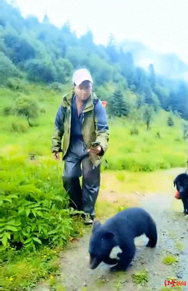 村民遭小黑熊跟随：可能将狗认成熊妈 迷路小熊紧追不舍