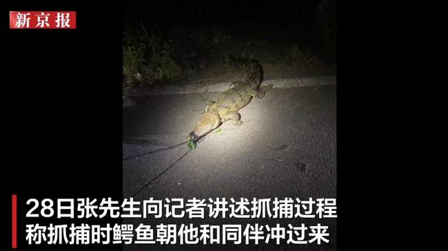 武汉高湖出现鳄鱼初判系人为放生 已捕获5只