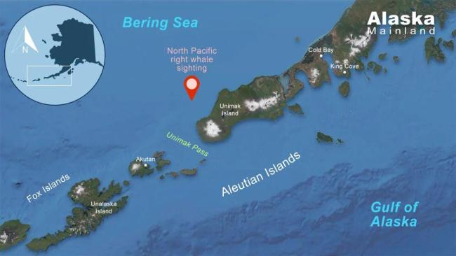 只剩几十头！科学家靠声音找到“消失”的北太平洋露脊鲸