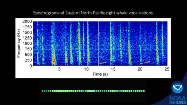 只剩几十头！科学家靠声音找到“消失”的北太平洋露脊鲸