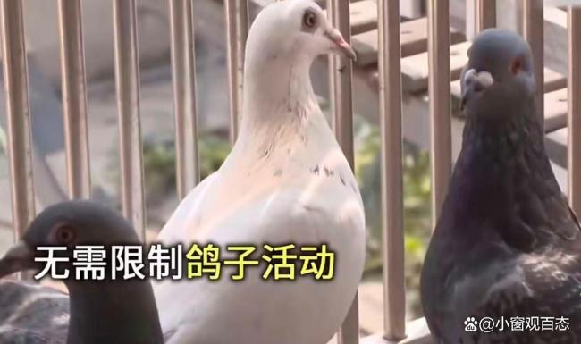 和平鸽也有工资 每只补助15块