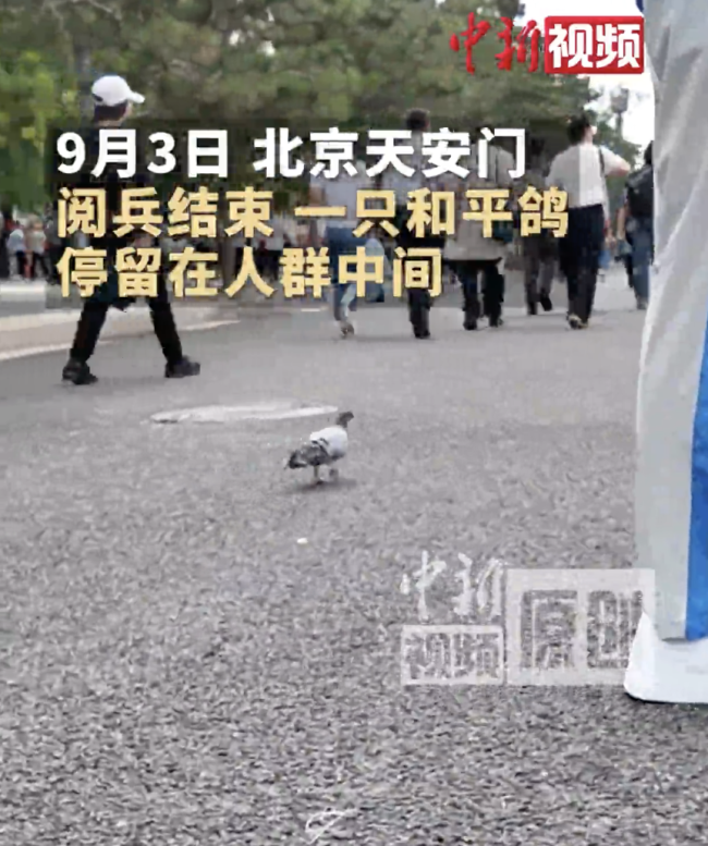阅兵结束一只和平鸽停留人群中间 媒体加载失败引发讨论