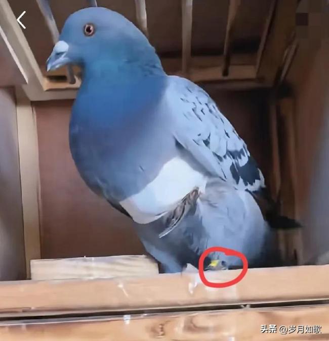 大连女子捡到一只受伤赛鸽 是参与过阅兵放飞的