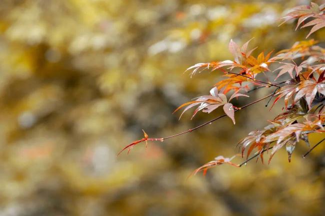 今年白露“逢双”又“早到”，还撞上中元节 秋收与祭祖的特殊交汇