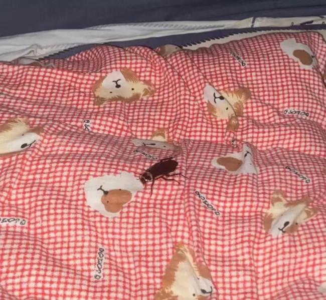 河南多地惊现南方会飞大蟑螂 美洲大蠊北上引发热议