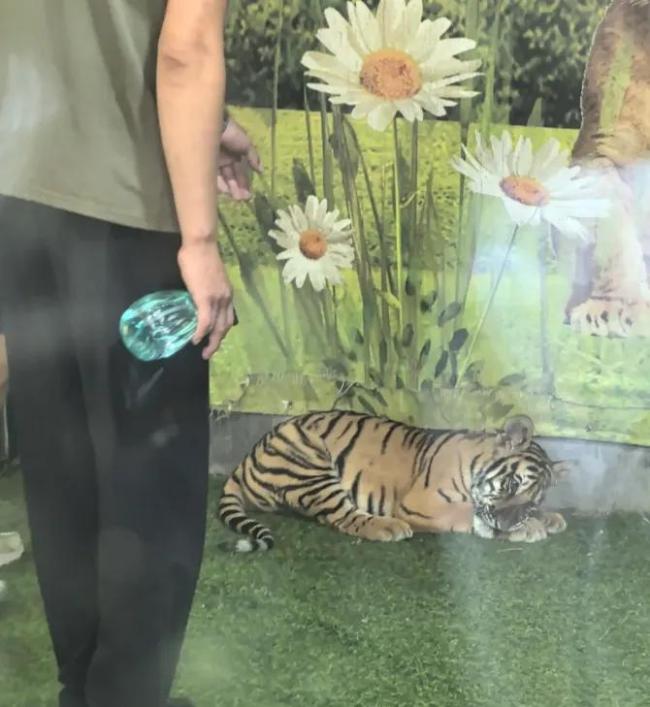 動(dòng)物園幼虎被打頭噴水“強(qiáng)迫營(yíng)業(yè)”