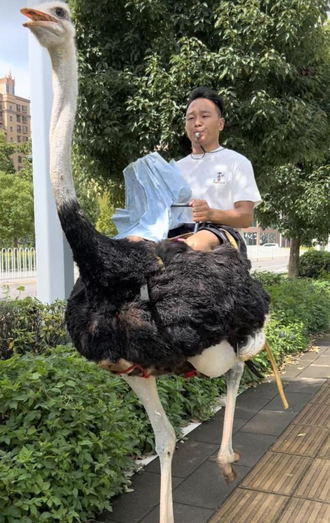 骑鸵鸟比电动车还快