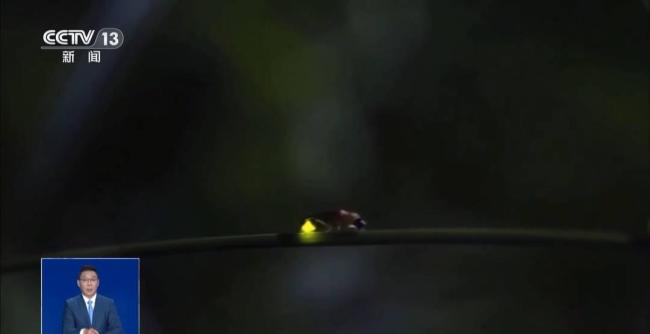 网传“萤火虫濒临灭绝”系谣言 生存空间受威胁