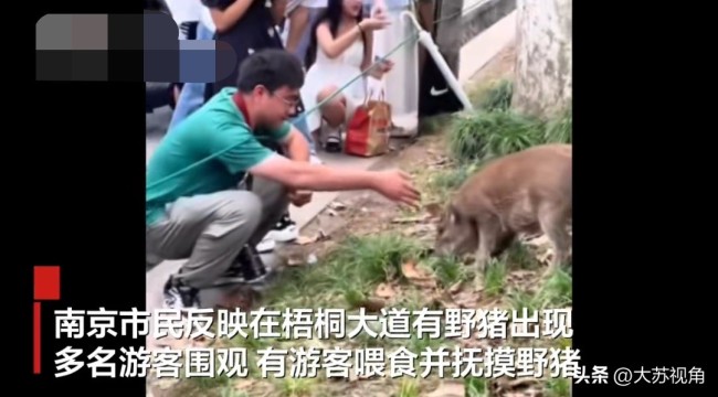 南京野猪当街“遛弯”,有游客喂食抚摸