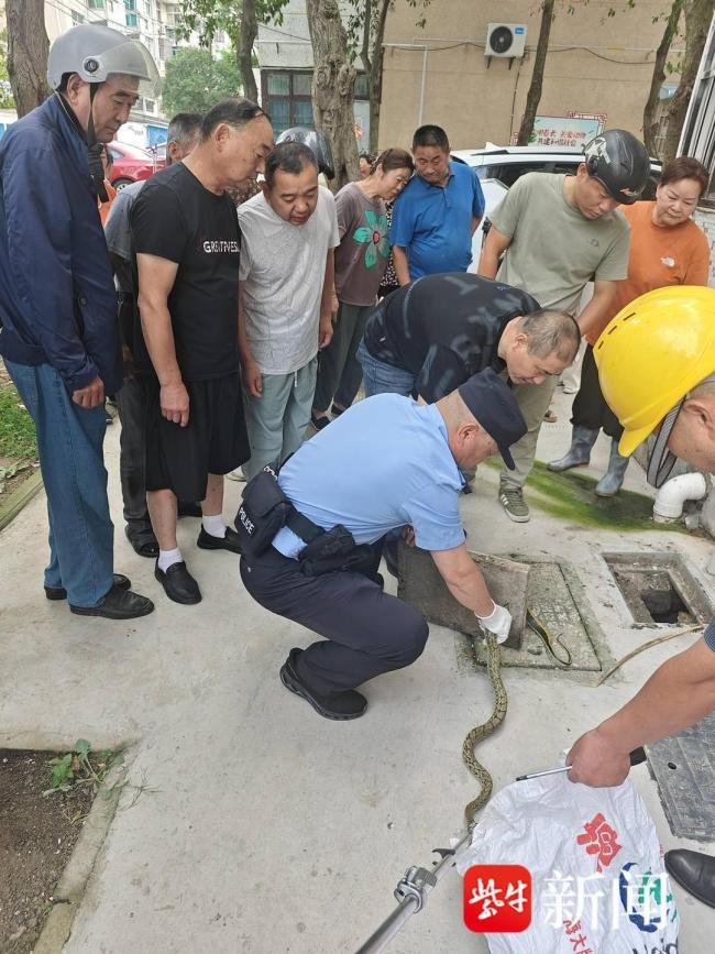 大蛇被下水道卡住民警抓蛇 成功救援并放生