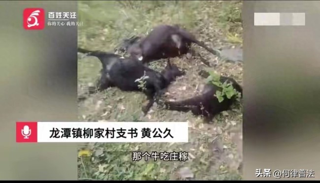 农户称牛羊误食致死系邻居报复下药！