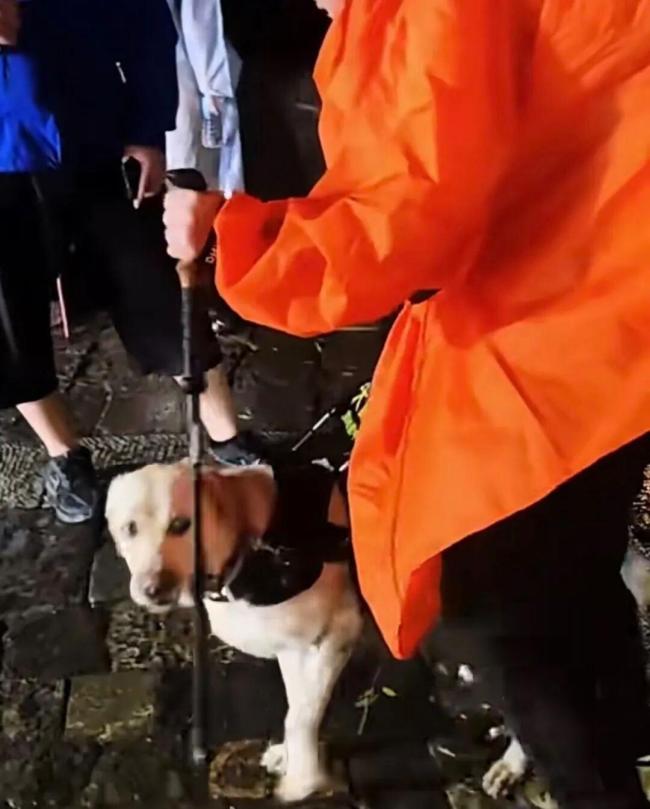 導游不建議帶導盲犬爬山 爭議背后需理性看待