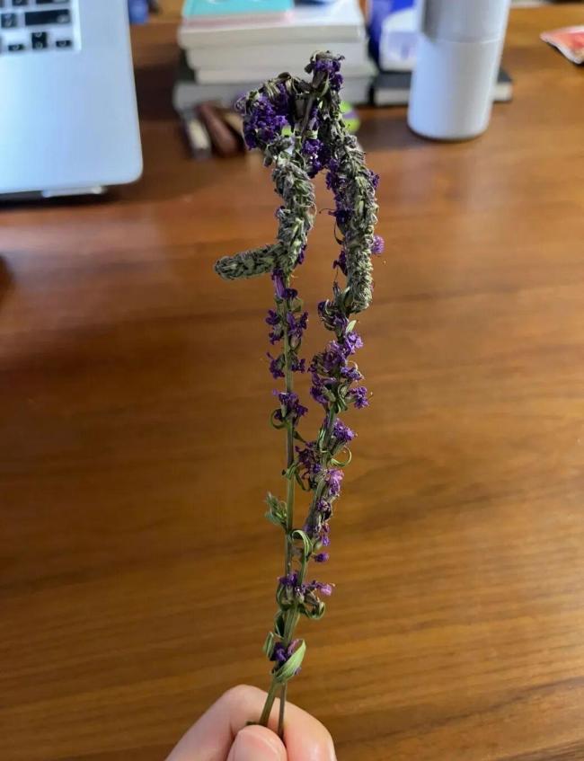 我爸给我寄了两支路边看到的花：爱与思念的传递