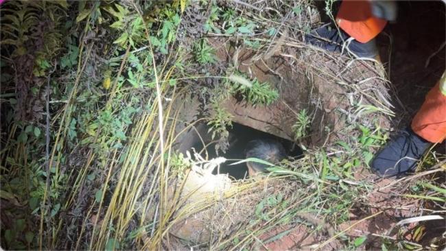 主人下井救狗被困坚持要求先救狗 人犬平安获救