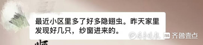 济南频现“飞行的硫酸”隐翅虫 多地居民遭遇警觉提高
