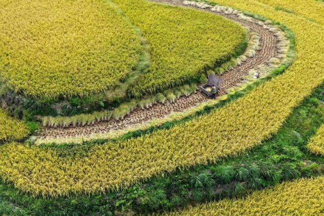 時(shí)政微觀察丨豐收時(shí)節(jié)感悟總書記的“三農(nóng)”情懷