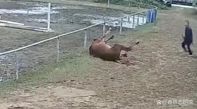 马场回应马匹跳栏摔断脖颈死亡