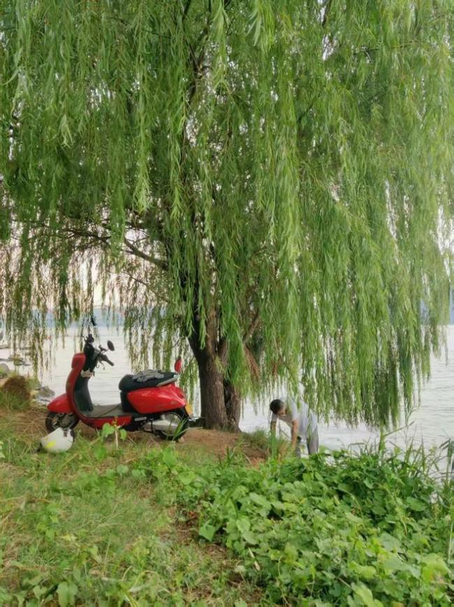 长沙七旬老人江边筑“堤坝”救树