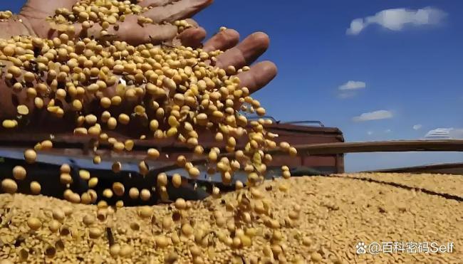 美大豆正值收获季 中国订购量却是零 市场重构进行时
