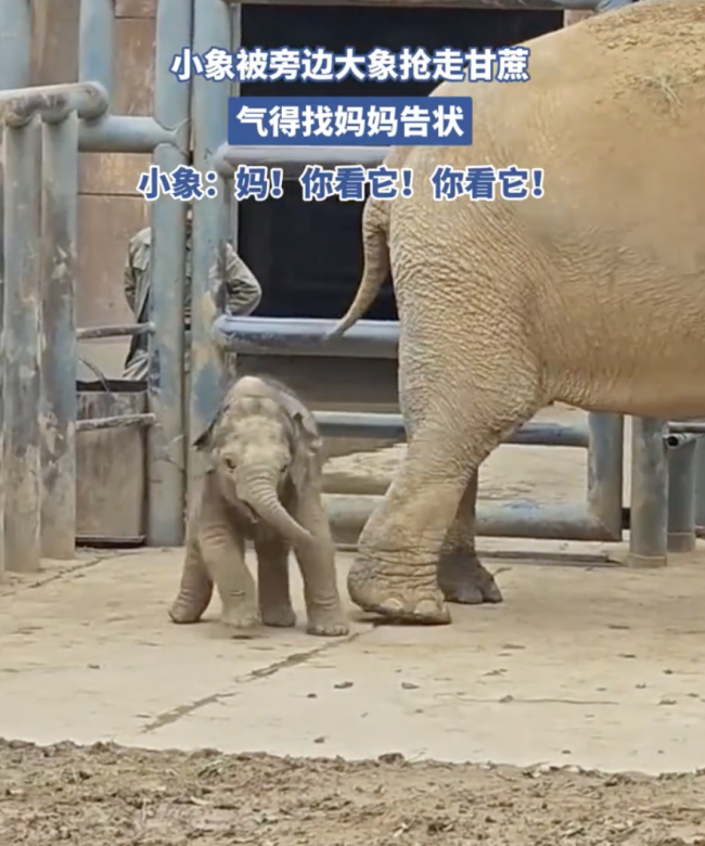 济南动物园小象被抢甘蔗后找妈妈告状