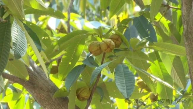 山核桃变形记 5克山果造就50亿产业