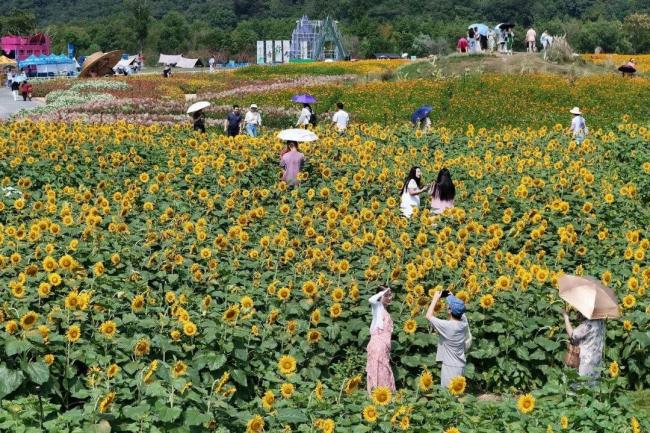 40℃！秋老虎今起“硬控”浙江