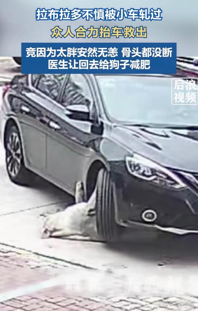 如何看待狗被车碾压因太胖逃过一劫 医生建议快减肥